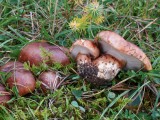 Bačo baltikas (lot. Tricholoma batschii, vok. Fastberingte Ritterling)
