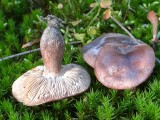 Bačo baltikas (lot. Tricholoma batschii, vok. Fastberingte Ritterling)