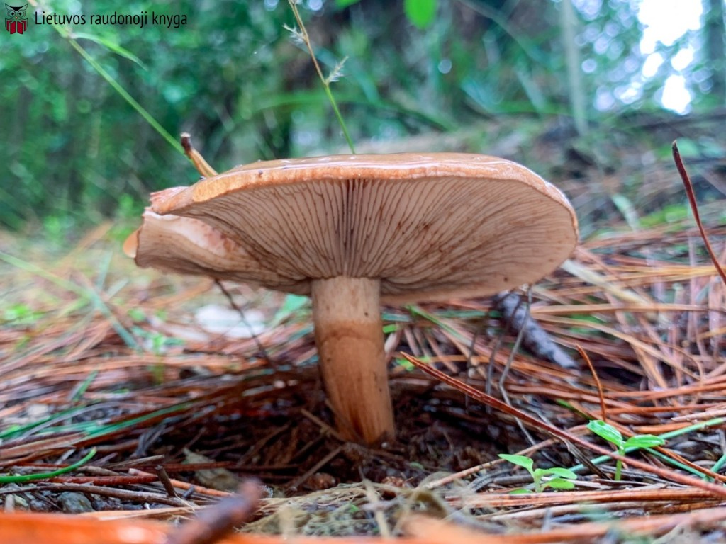 Bačo baltikas (lot. Tricholoma batschii, vok. Fastberingte Ritterling)