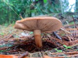 Bačo baltikas (lot. Tricholoma batschii, vok. Fastberingte Ritterling)