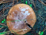 Bačo baltikas (lot. Tricholoma batschii, vok. Fastberingte Ritterling)