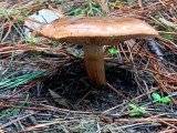 Bačo baltikas (lot. Tricholoma batschii, vok. Fastberingte Ritterling)