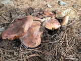 Bačo baltikas (lot. Tricholoma batschii, vok. Fastberingte Ritterling)