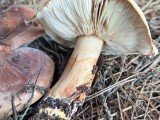 Bačo baltikas (lot. Tricholoma batschii, vok. Fastberingte Ritterling)