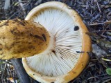 Bačo baltikas (lot. Tricholoma batschii, vok. Fastberingte Ritterling)
