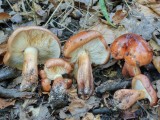 Aitrusis baltikas (lot. Tricholoma ustaloides, angl. Fringed chocolate chip lichen)