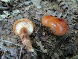 Aitrusis baltikas (lot. Tricholoma ustaloides, angl. Fringed chocolate chip lichen)