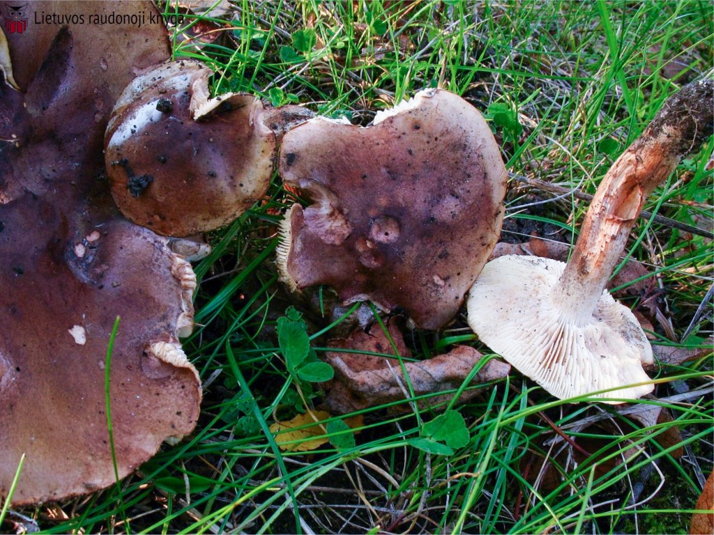 Aitrusis baltikas (lot. Tricholoma ustaloides, angl. Fringed chocolate chip lichen)
