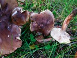 Aitrusis baltikas (lot. Tricholoma ustaloides, angl. Fringed chocolate chip lichen)