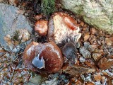 Aitrusis baltikas (lot. Tricholoma ustaloides, angl. Fringed chocolate chip lichen)