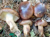 Aitrusis baltikas (lot. Tricholoma ustaloides, angl. Fringed chocolate chip lichen)
