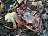 Aitrusis baltikas (lot. Tricholoma ustaloides, angl. Fringed chocolate chip lichen)