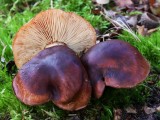 Aitrusis baltikas (lot. Tricholoma ustaloides, angl. Fringed chocolate chip lichen)