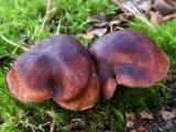 Aitrusis baltikas (lot. Tricholoma ustaloides, angl. Fringed chocolate chip lichen)