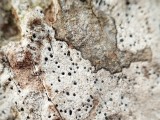 Ąžuolinė baktrospora (lot. Bactrospora dryina, angl. Bactrospora Lichen)