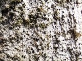 Ąžuolinė baktrospora (lot. Bactrospora dryina, angl. Bactrospora Lichen)