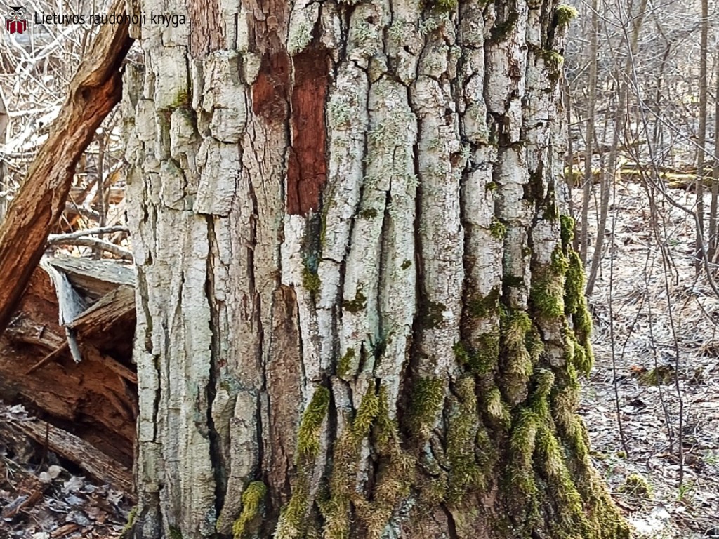 Ąžuolinė baktrospora (lot. Bactrospora dryina, angl. Bactrospora Lichen)