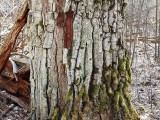 Ąžuolinė baktrospora (lot. Bactrospora dryina, angl. Bactrospora Lichen)