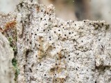 Ąžuolinė baktrospora (lot. Bactrospora dryina, angl. Bactrospora Lichen)