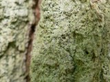 Ąžuolinė baktrospora (lot. Bactrospora dryina, angl. Bactrospora Lichen)