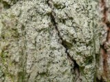 Ąžuolinė baktrospora (lot. Bactrospora dryina, angl. Bactrospora Lichen)