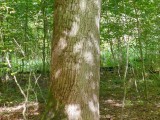 Ąžuolinė baktrospora (lot. Bactrospora dryina, angl. Bactrospora Lichen)