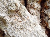 Ąžuolinė baktrospora (lot. Bactrospora dryina, angl. Bactrospora Lichen)