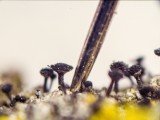 Ąžuolinė taurenė (lot. Calicium quercinum, angl. Spike Lichen)