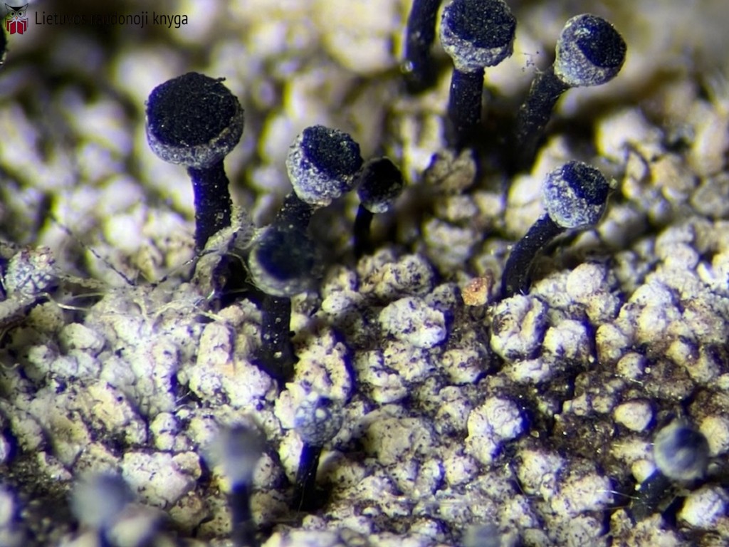 Ąžuolinė taurenė (lot. Calicium quercinum, angl. Spike Lichen)