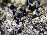 Ąžuolinė taurenė (lot. Calicium quercinum, angl. Spike Lichen)