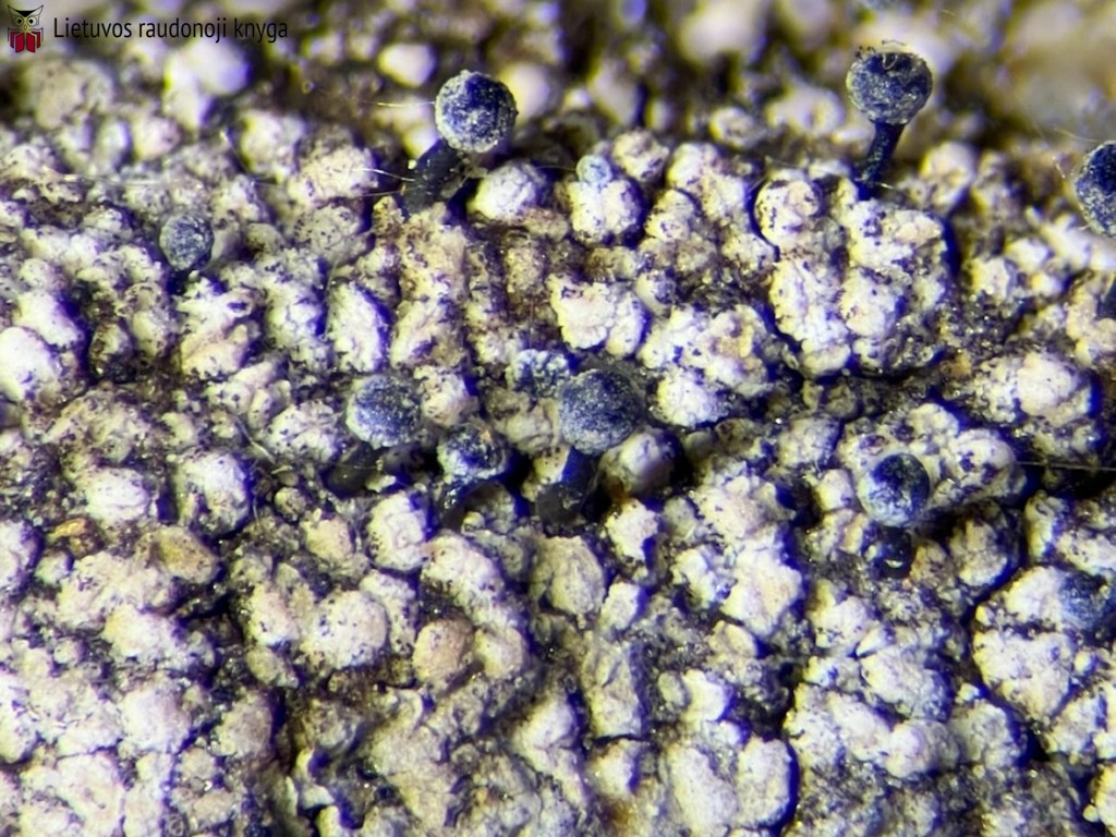 Ąžuolinė taurenė (lot. Calicium quercinum, angl. Spike Lichen)