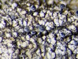 Ąžuolinė taurenė (lot. Calicium quercinum, angl. Spike Lichen)