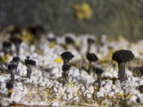 Ąžuolinė taurenė (lot. Calicium quercinum, angl. Spike Lichen)