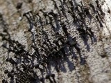 Ąžuolinė taurenė (lot. Calicium quercinum, angl. Spike Lichen)