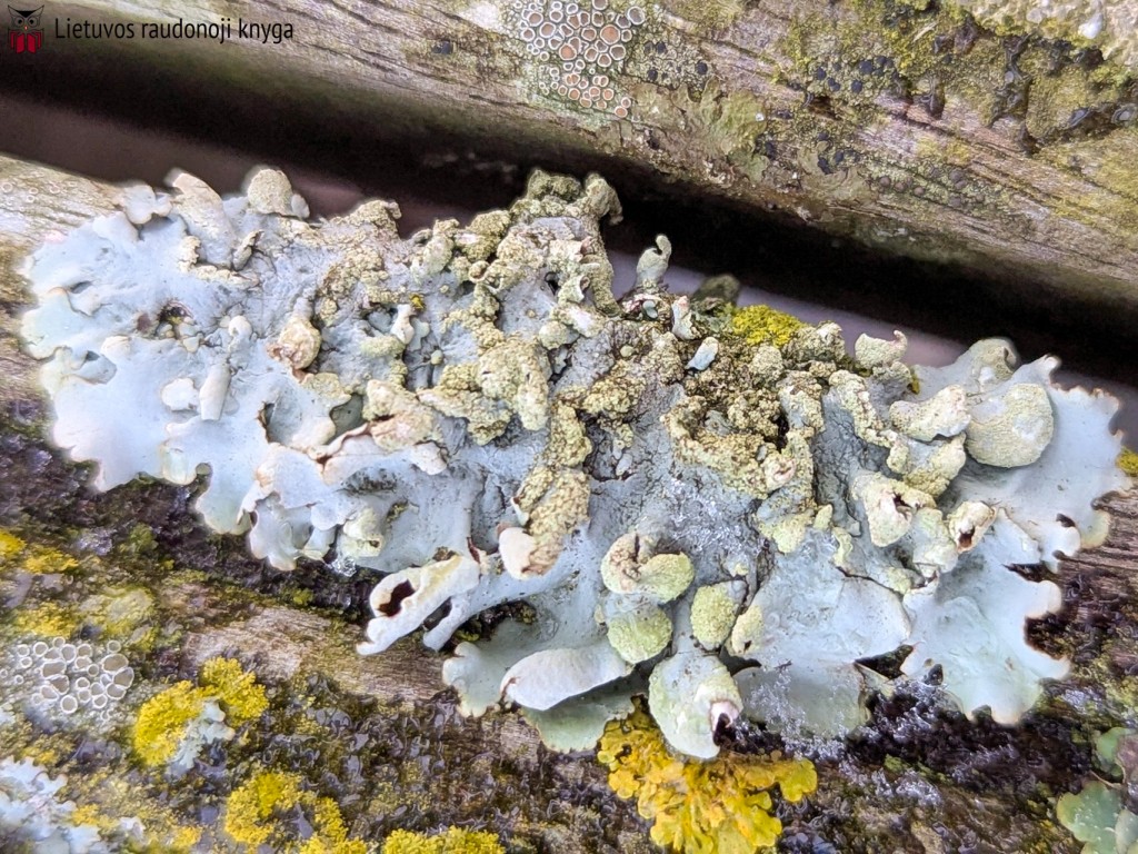 Alksninė hipotrachina (lot. Hypotrachyna revoluta, angl. Round-spored False Morel, vok. Rundsporige Lorchel)