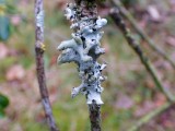 Alksninė hipotrachina (lot. Hypotrachyna revoluta, angl. Round-spored False Morel, vok. Rundsporige Lorchel)