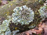 Alksninė hipotrachina (lot. Hypotrachyna revoluta, angl. Round-spored False Morel, vok. Rundsporige Lorchel)