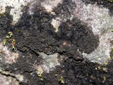 Adati&scaron;kasis gleivytis (lot. Scytinium teretiusculum, angl. Terete Skin Lichen)