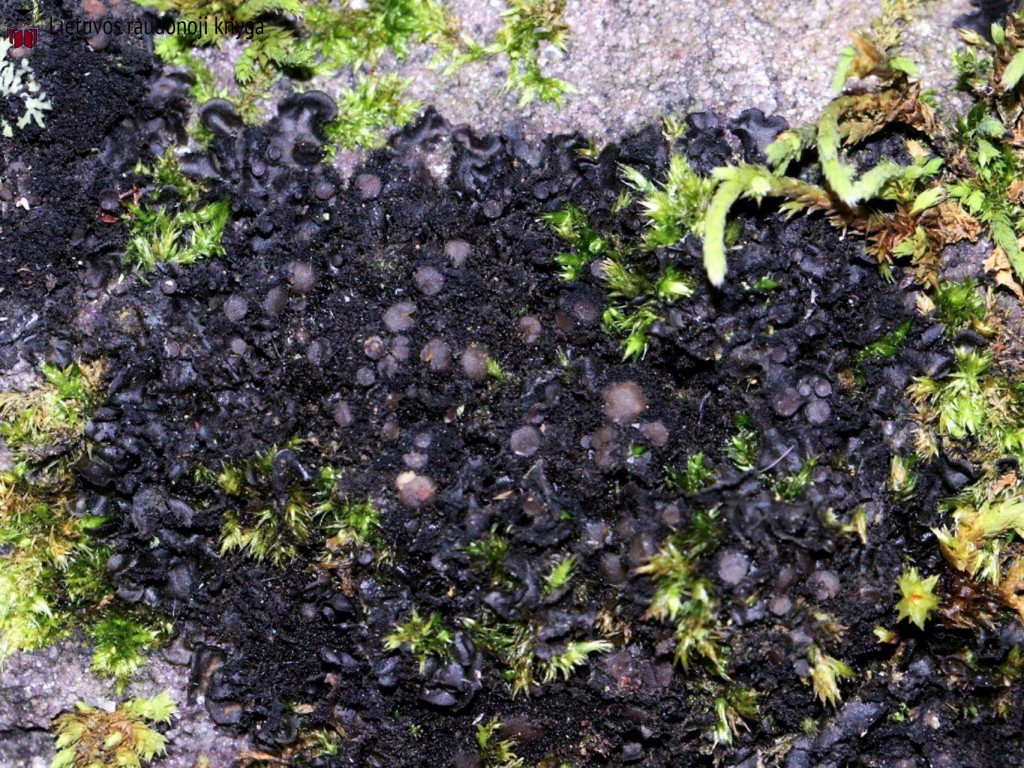 Adatiškasis gleivytis (lot. Scytinium teretiusculum, angl. Terete Skin Lichen)
