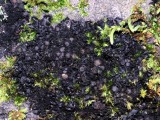 Adati&scaron;kasis gleivytis (lot. Scytinium teretiusculum, angl. Terete Skin Lichen)