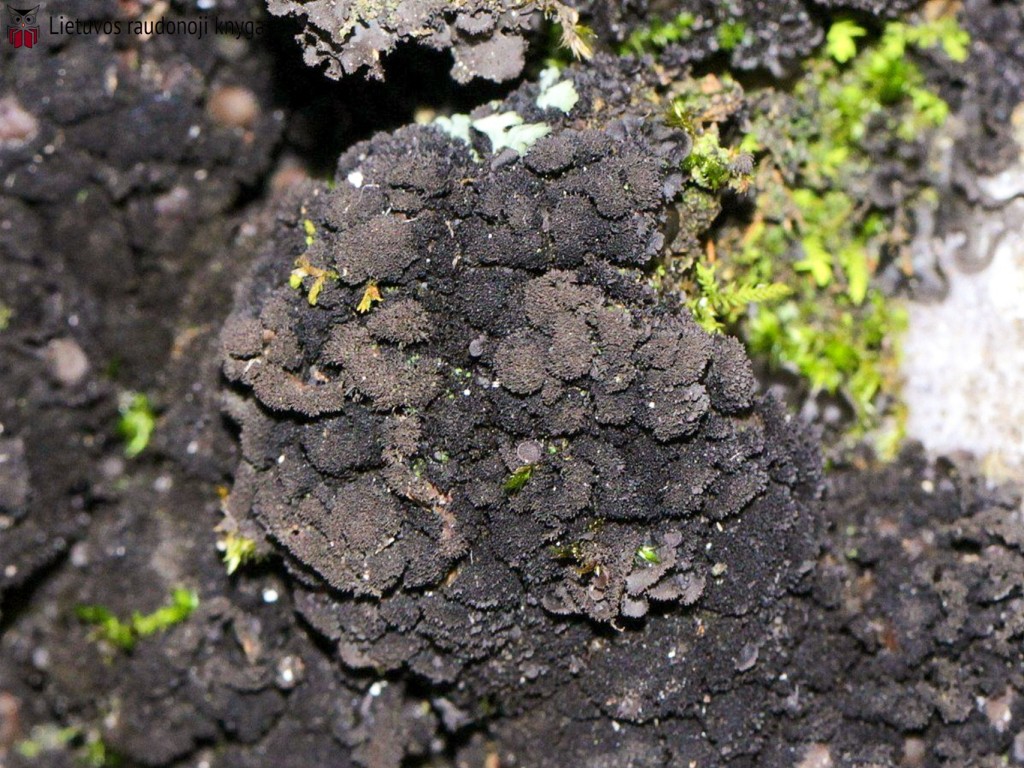 Adatiškasis gleivytis (lot. Scytinium teretiusculum, angl. Terete Skin Lichen)