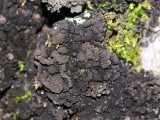 Adati&scaron;kasis gleivytis (lot. Scytinium teretiusculum, angl. Terete Skin Lichen)