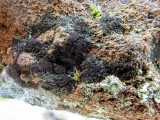 Adati&scaron;kasis gleivytis (lot. Scytinium teretiusculum, angl. Terete Skin Lichen)