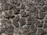 Adati&scaron;kasis gleivytis (lot. Scytinium teretiusculum, angl. Terete Skin Lichen)