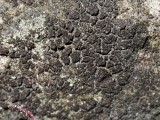Adati&scaron;kasis gleivytis (lot. Scytinium teretiusculum, angl. Terete Skin Lichen)
