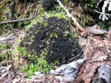 Adati&scaron;kasis gleivytis (lot. Scytinium teretiusculum, angl. Terete Skin Lichen)
