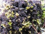 Adati&scaron;kasis gleivytis (lot. Scytinium teretiusculum, angl. Terete Skin Lichen)