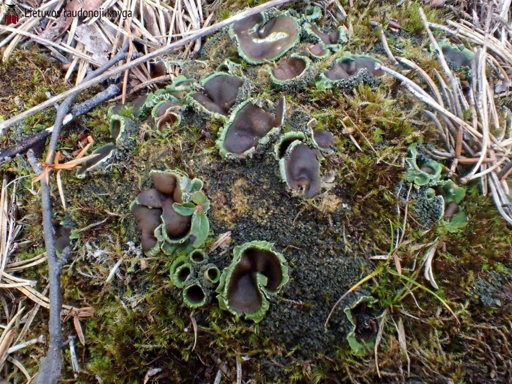 Akytoji solorina (lot. Solorina spongiosa, angl. Powdered Loop Lichen, Hypotrachyna Lichen)