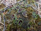 Akytoji solorina (lot. Solorina spongiosa, angl. Powdered Loop Lichen, Hypotrachyna Lichen)