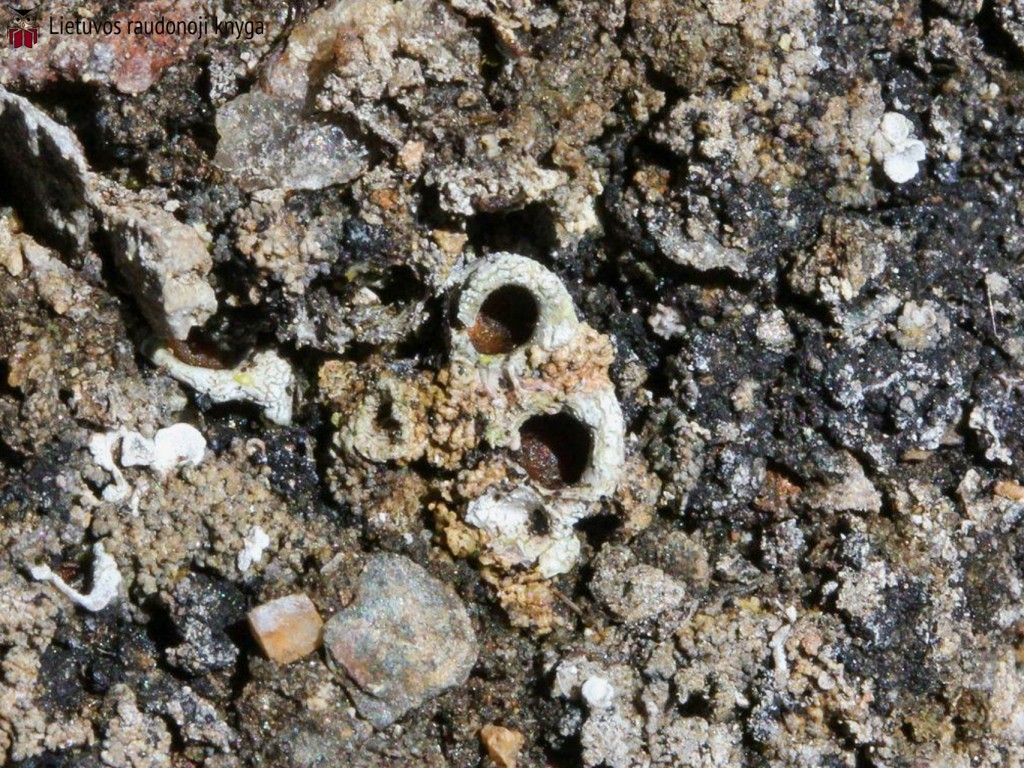 Akytoji solorina (lot. Solorina spongiosa, angl. Powdered Loop Lichen, Hypotrachyna Lichen)